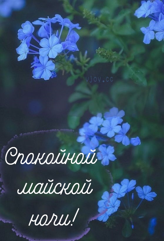 Cпокойной весенней ночи!