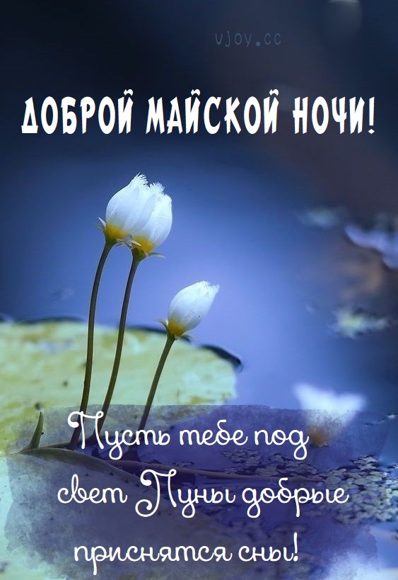 Май, доброй ночи.