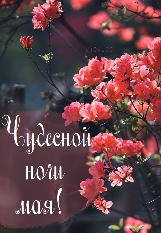 Доброй весенней ночи мая — открытка.