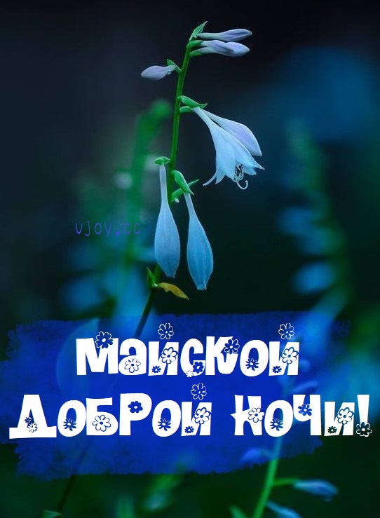 Картинка: Спокойной ночи и волшебных снов!