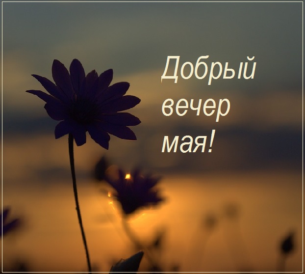 Доброго вечера природа цветы. Доброго вечера природа цветы.