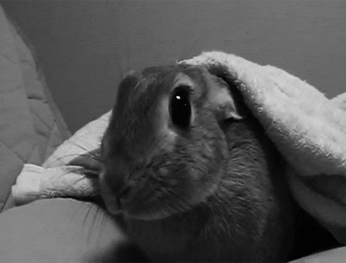 Кролик gif, Кролики гифки, Гифки кролики милые, Заяц гифка.