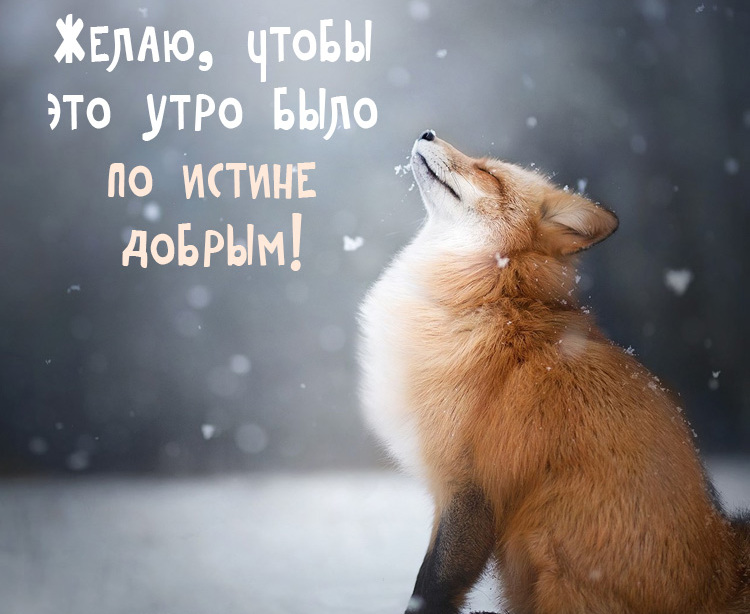 Отправляйте своим родным по утрам картинки с красивыми зимними мотивами! Пусть они улыбнуться, глядя на эту зимнюю сказку, пусть их утро будет добрым!