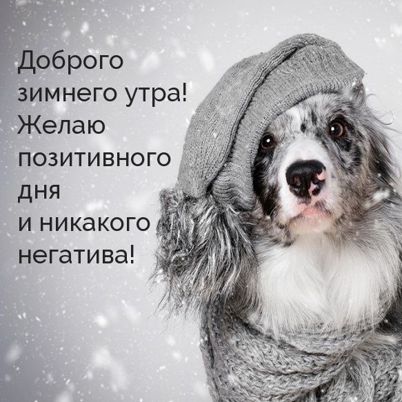 Картинка с добрым морозным утром прикольная смешная.