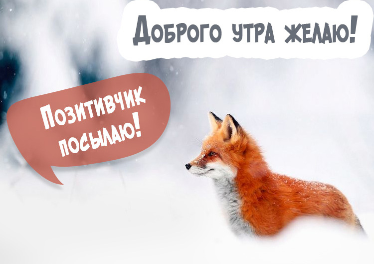 Красивые картинки Доброе зимнее утро!