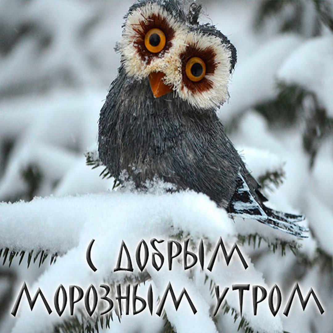 Оригинальные пожелания доброго зимнего утра с юмором!