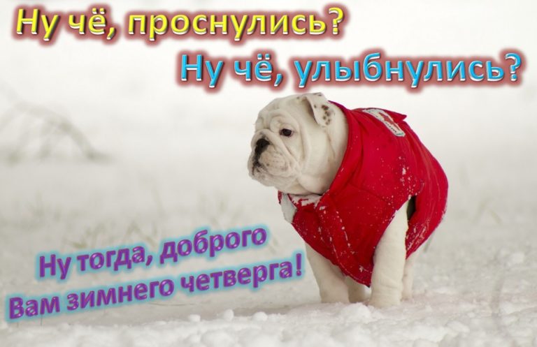 Смешные Зимние поздравления с добрым утром с животными!