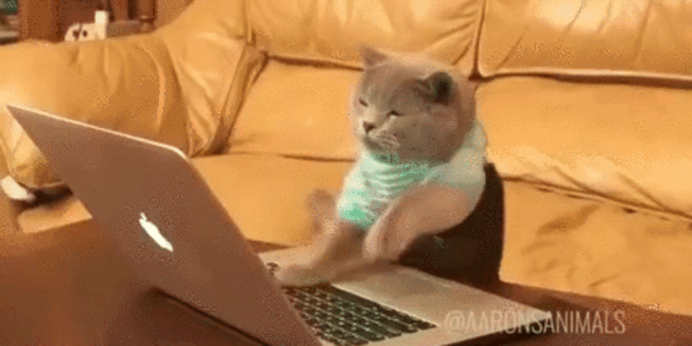 Смешная картинка Кот печатает на клавиатуре gif.