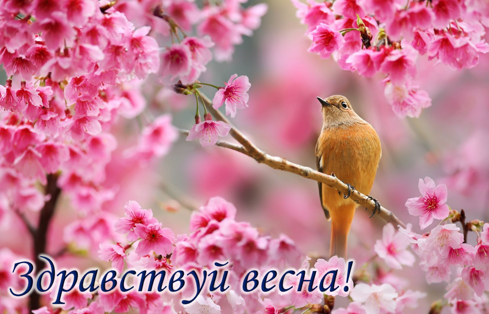 Хостинг картинок yapx.ru