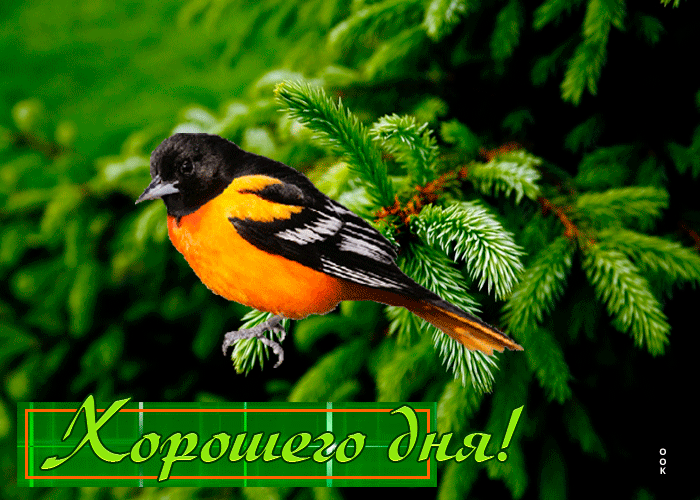 Потрясная гифка с птичкой на ветке Хорошего дня. Потрясная гифка с птичкой на ветке Хорошего дня.