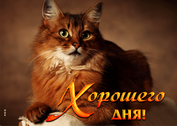 Умопомрачительная открытка с кошкой Хорошего дня Умопомрачительная открытка с кошкой Хорошего дня