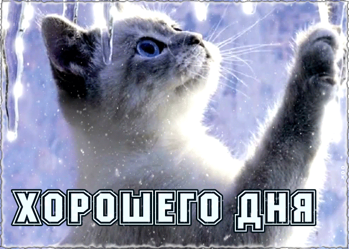 Зимняя Милая открытка хорошего дня с котиком. Зимняя Милая открытка хорошего дня с котиком.