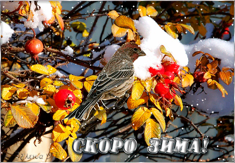 Красивая гиф открытка с надписью "Скоро Зима!".