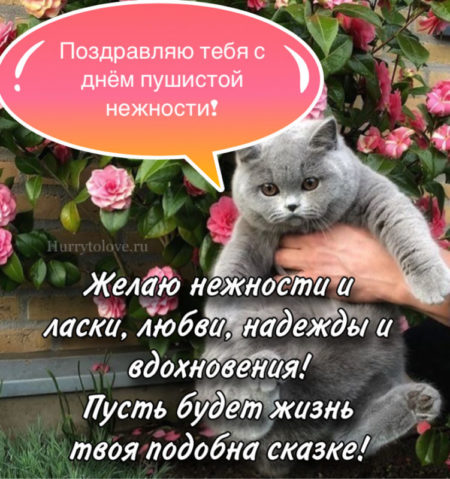 Поздравления в открытках с днём Пушистой Нежности 2023 - 2024.