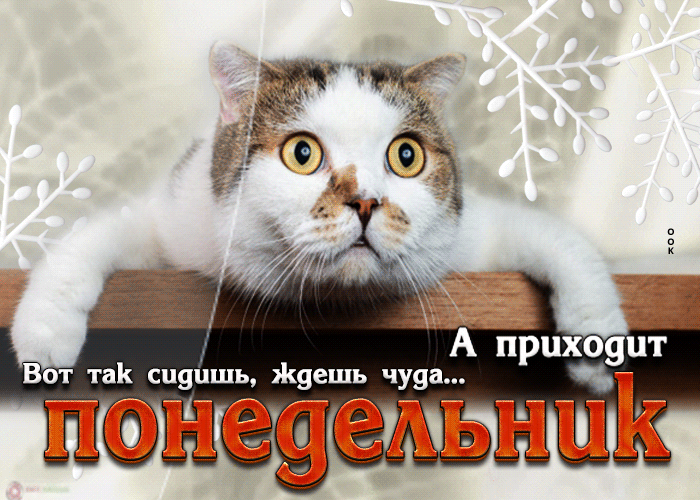 Смешная Открытка Вот так сидишь, ждешь чуда, а приходит понедельник (с котиком).