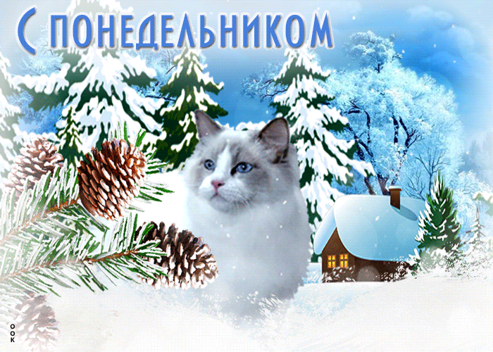 Зимняя Нежная открытка с белой кошкой С понедельником!