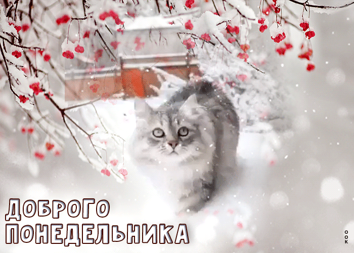 Живая зимняя открытка с котиком в снегу Доброго понедельника.