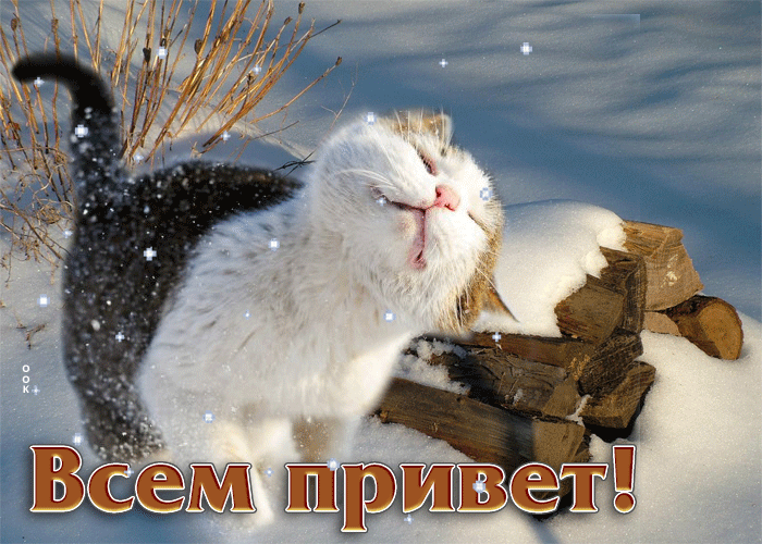 Смешная Живая анимационная открытка с котом Всем привет.