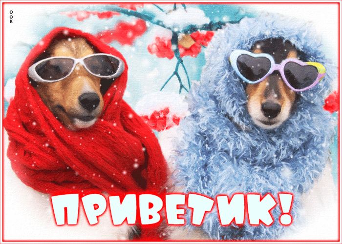 Смешная зимняя Зажигательная анимационная открытка Приветик с собаками в очках!