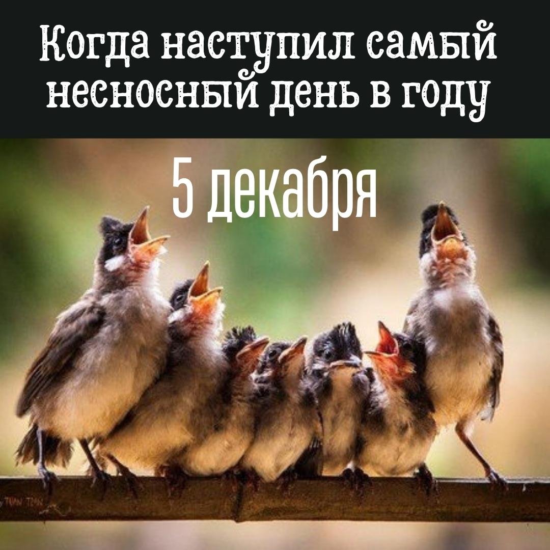 Смешные открытки на Самый несносный день в году 5 Декабря 2023 - 2024 (20 фото)