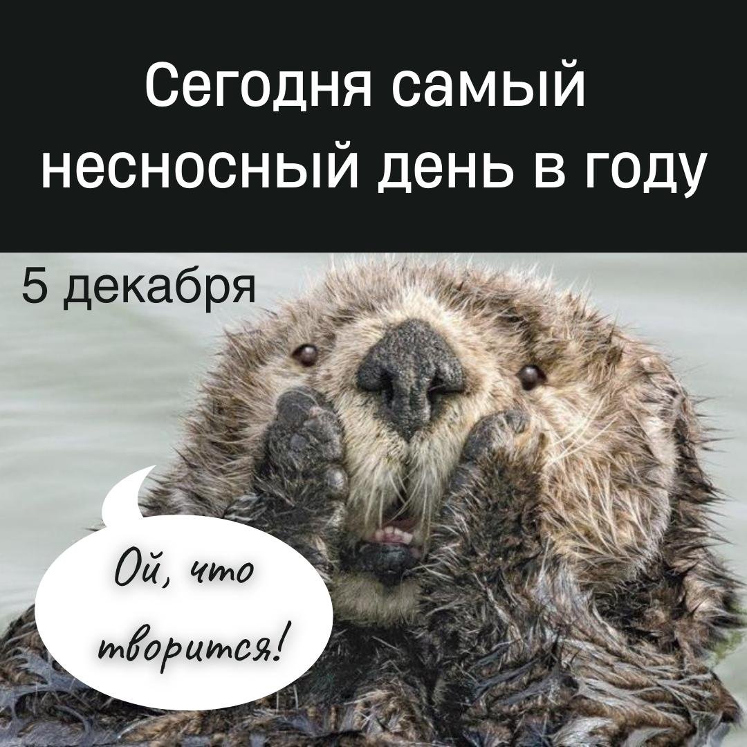Смешные открытки на Самый несносный день в году 5 Декабря 2023 - 2024 (20 фото)