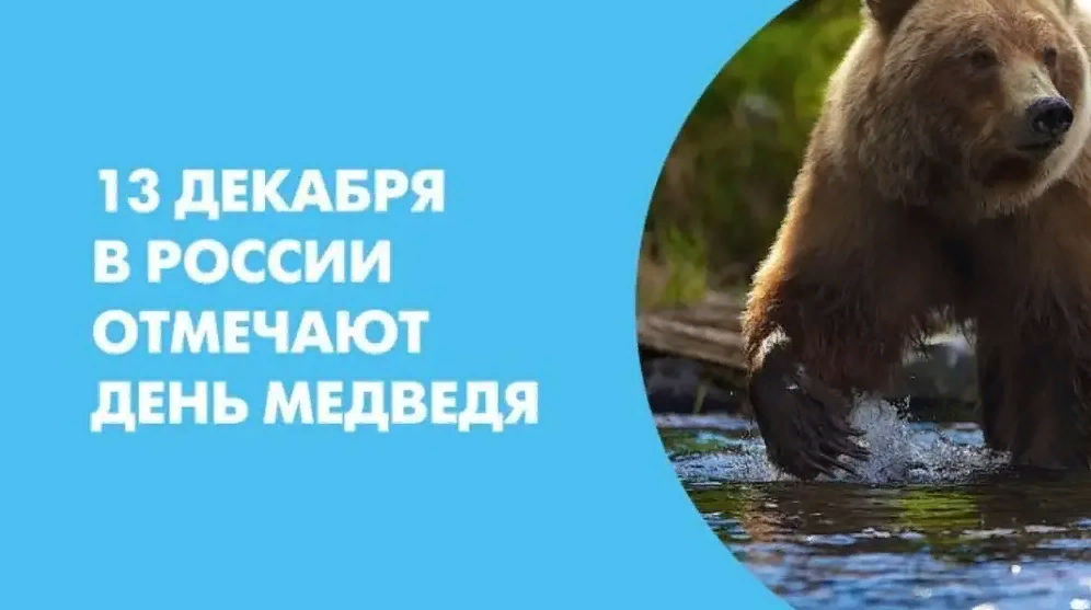 Праздник День медведя в России.