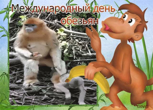 Картинка поздравление с Днем обезьян.