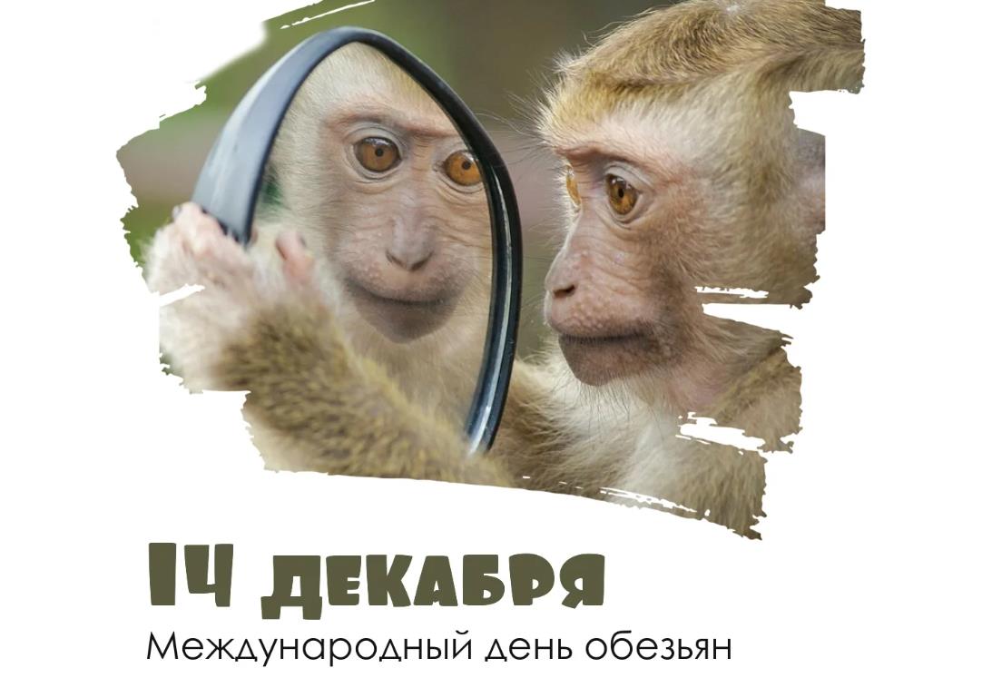 День обезьян 14 декабря