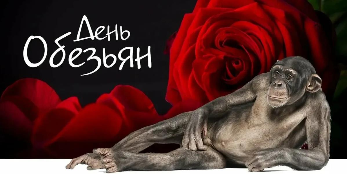 Смешные картинки на Международный день обезьян.