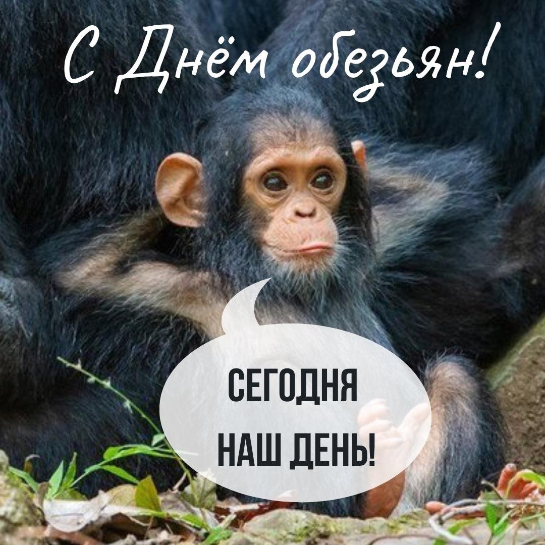 Картинка с Днем обезьян.