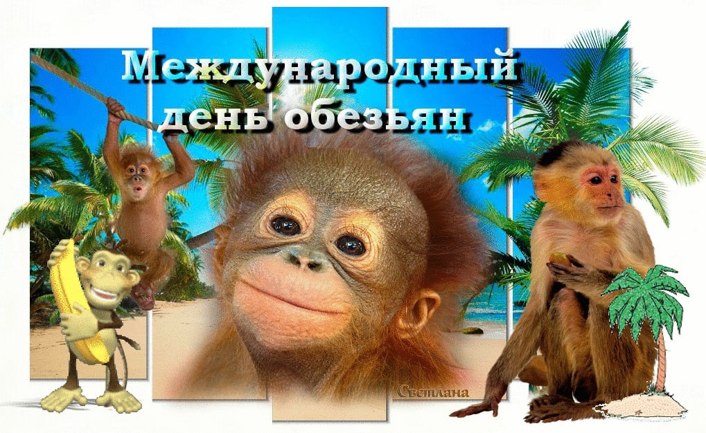 Поздравление с днем обезьян