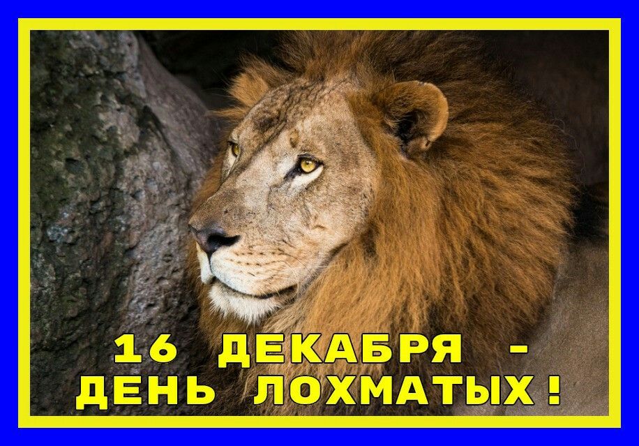Открытка с Днем лохматых.