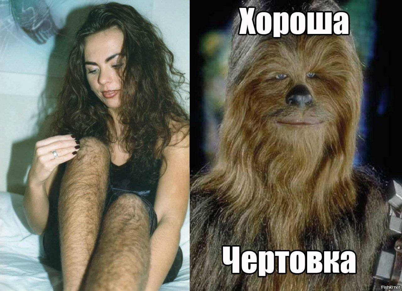 Смешные картинки, мемы День лохматых 16 декабря.