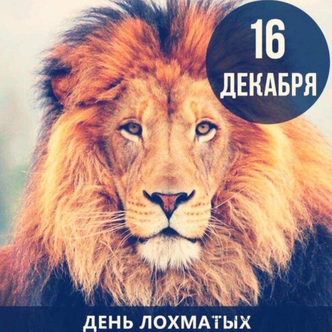 День Лохматых, 16 Декабря Праздник.