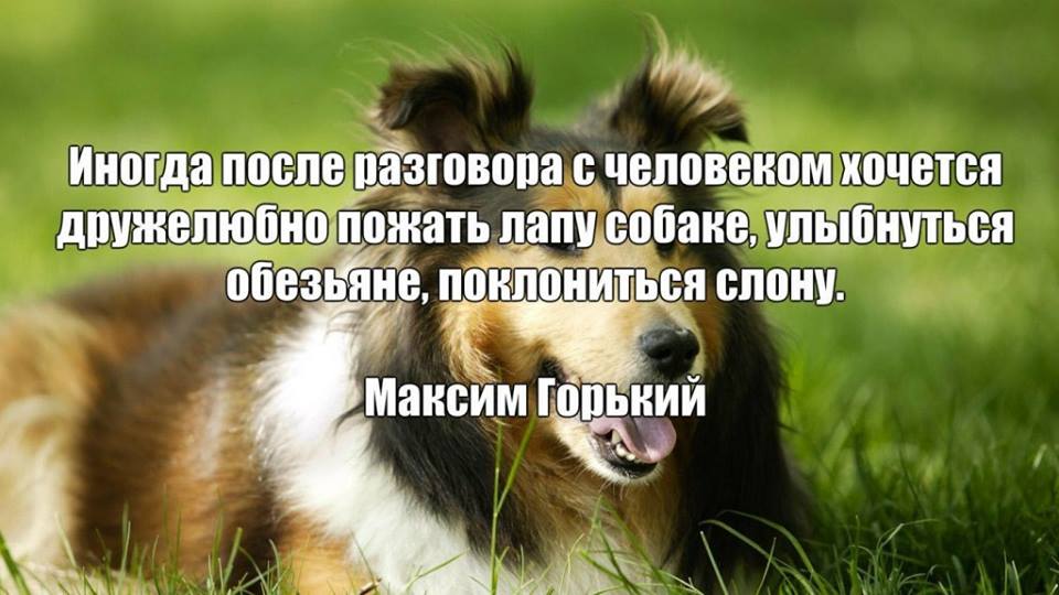 Всемирный день пожатия лап Всемирный день пожатия лап