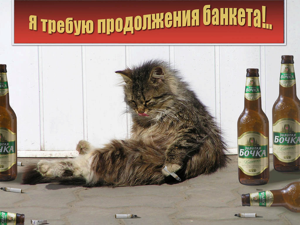 Смешная картинка с котиком и надписью "Требую продолжения банкета". Смешная картинка с котиком и надписью "Требую продолжения банкета".