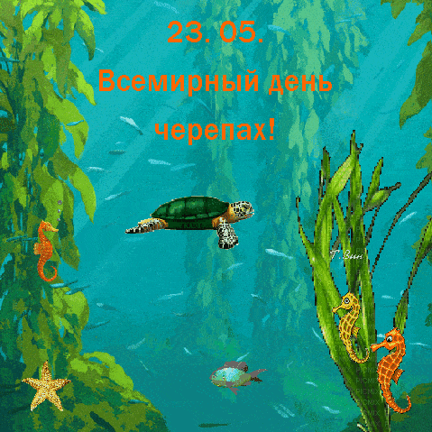 Всемирный день черепахи 23 мая гиф Всемирный день черепахи 23 мая гиф