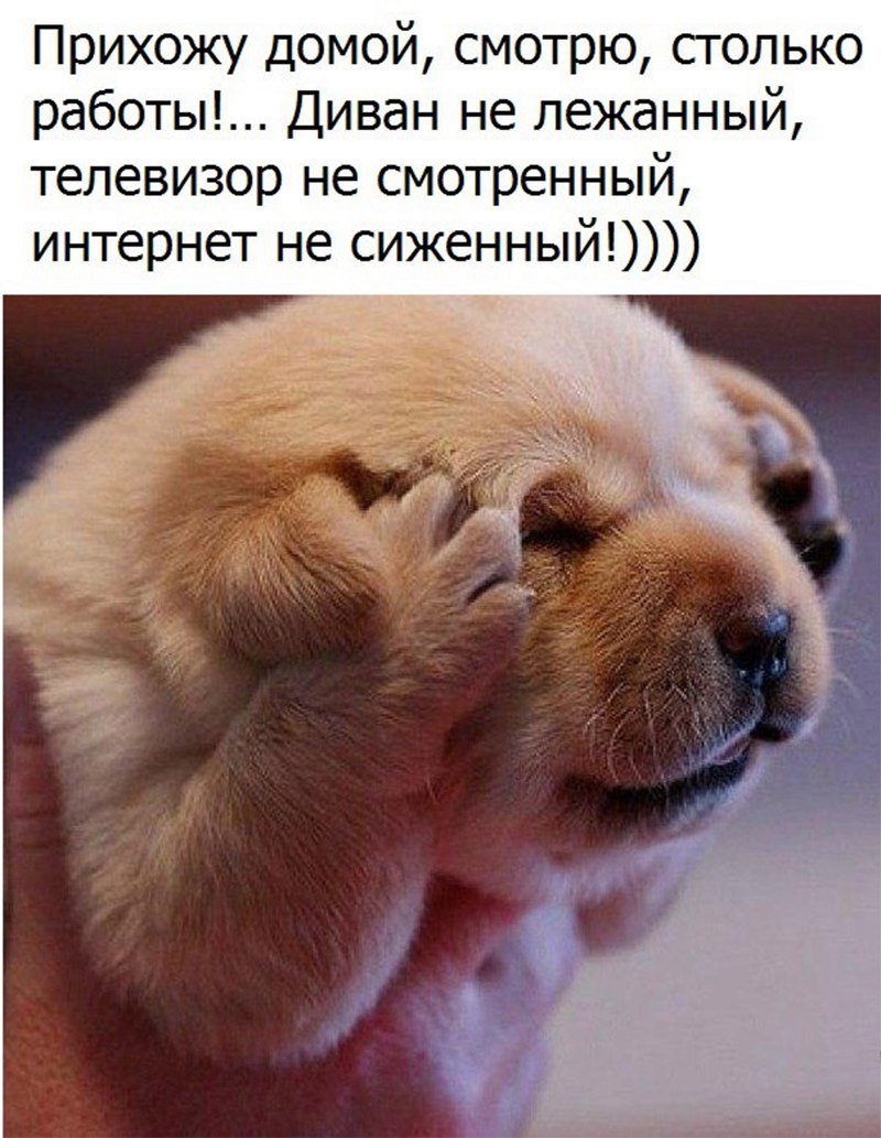 Забавные и смешные картинки с надписью со смыслом. Забавные и смешные картинки с надписью со смыслом.