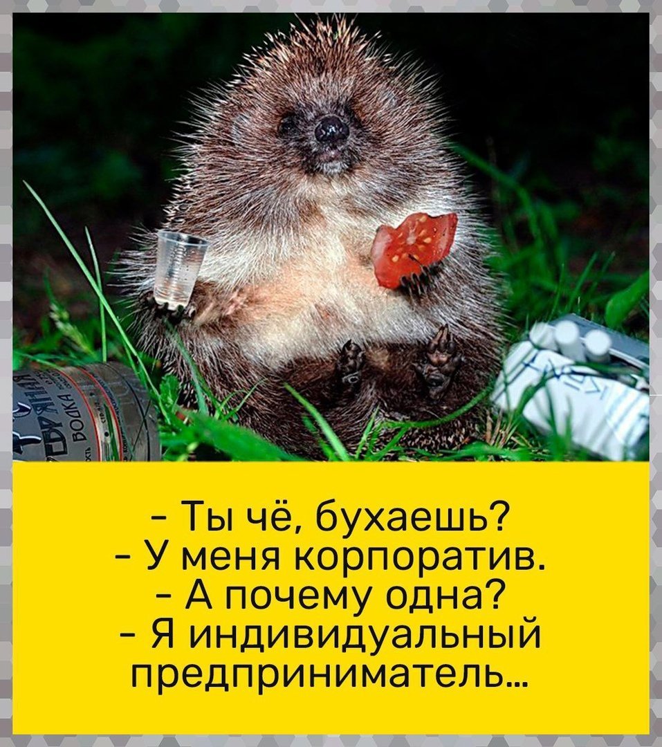 Юмор для поднятия настроения. Пьяный Ежик, Ежик прикол, Ежики с прикольными надписями. Юмор для поднятия настроения. Пьяный Ежик, Ежик прикол, Ежики с прикольными надписями.