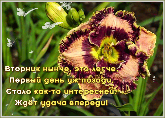 Открытка со вторником, удача вереди Открытка со вторником, удача вереди