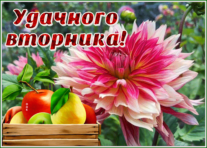 Открытка удачного вторника с великолепным цветком Открытка удачного вторника с великолепным цветком