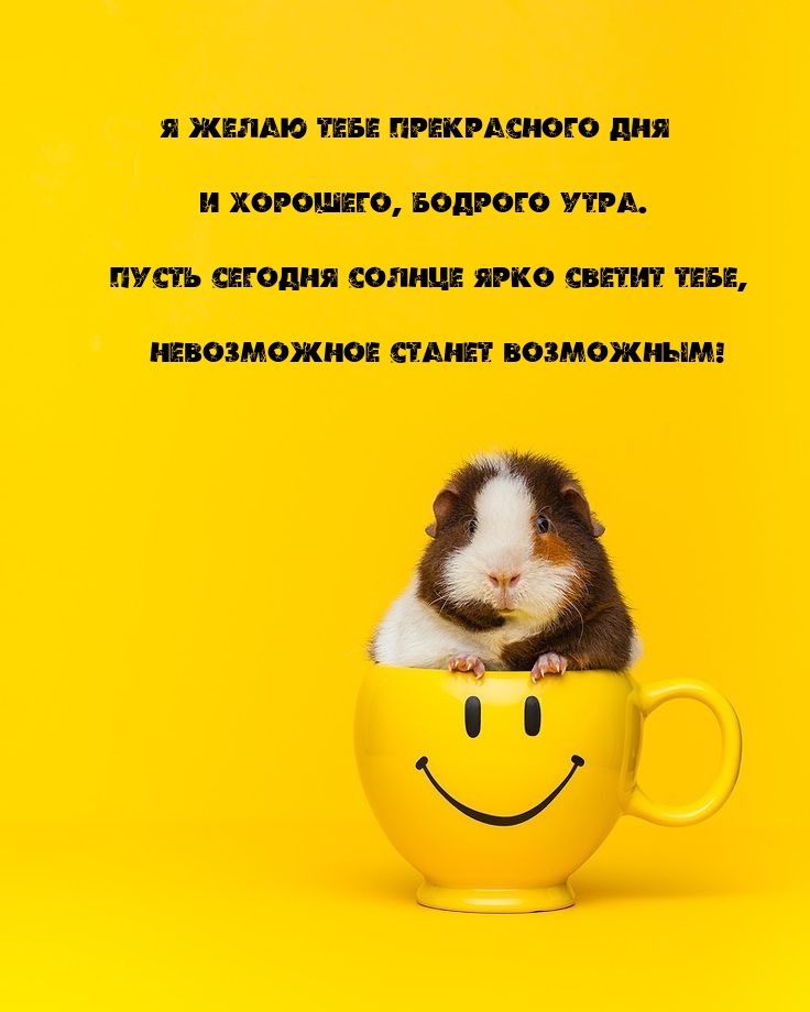 Хостинг картинок yapx.ru