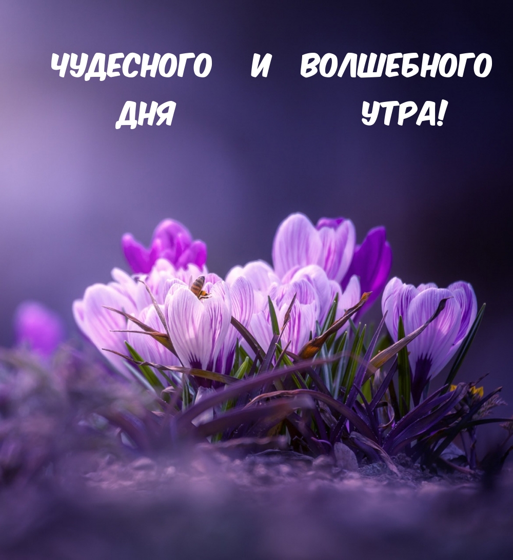 Хостинг картинок yapx.ru