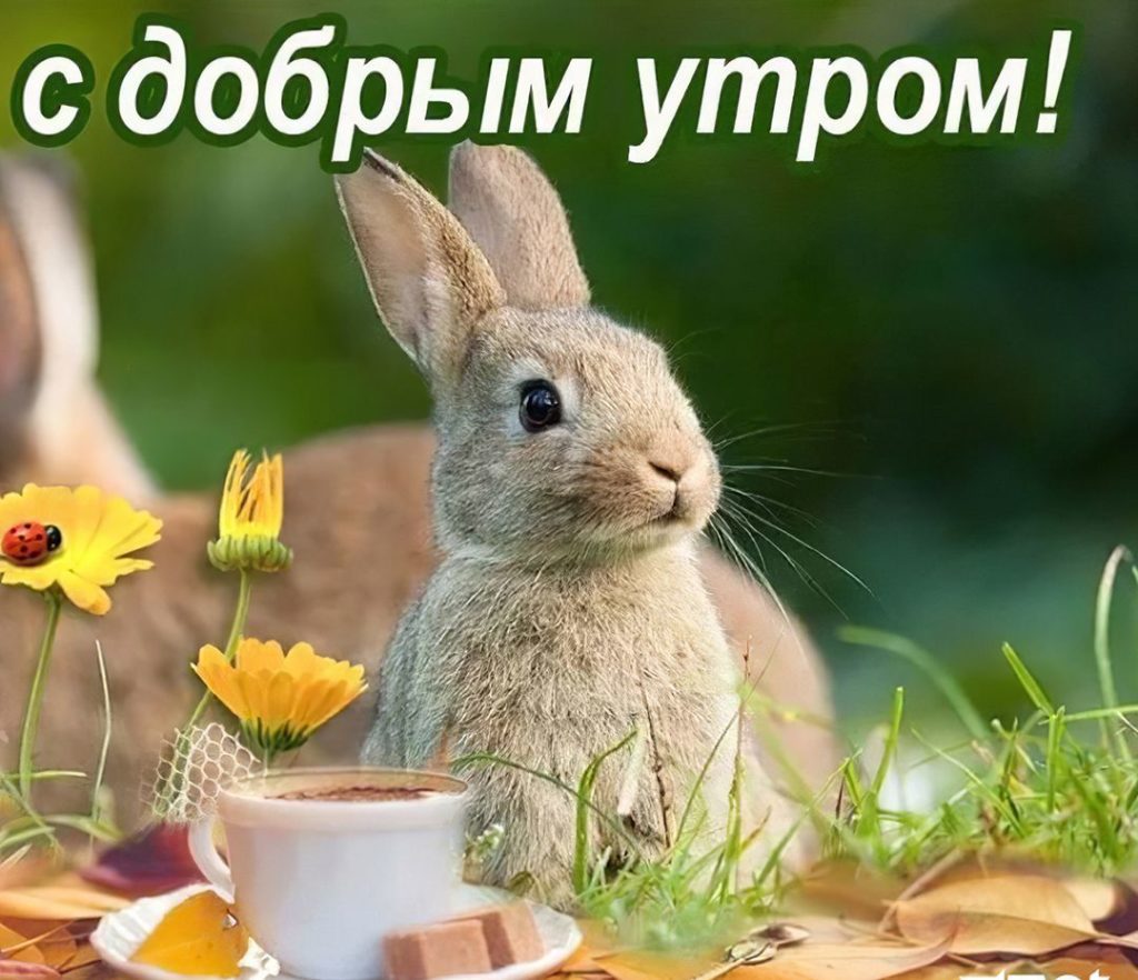 Хостинг картинок yapx.ru