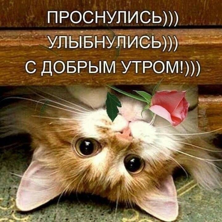 Хостинг картинок yapx.ru