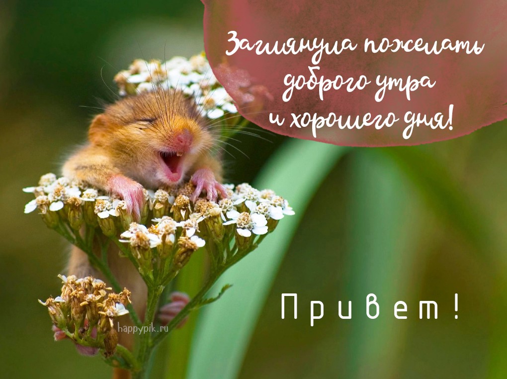 Хостинг картинок yapx.ru