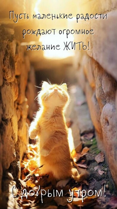 Хостинг картинок yapx.ru