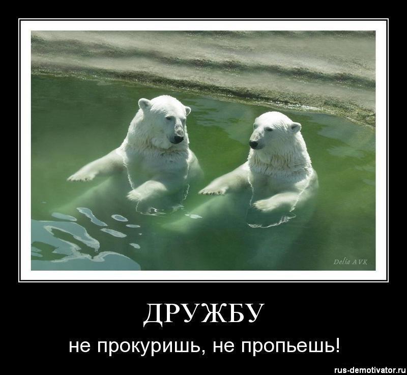 Смешные Фото С Днем Друзей. Приколы про дружбу, Дружба картинки прикольные, Смешные цитаты про дружбу.
