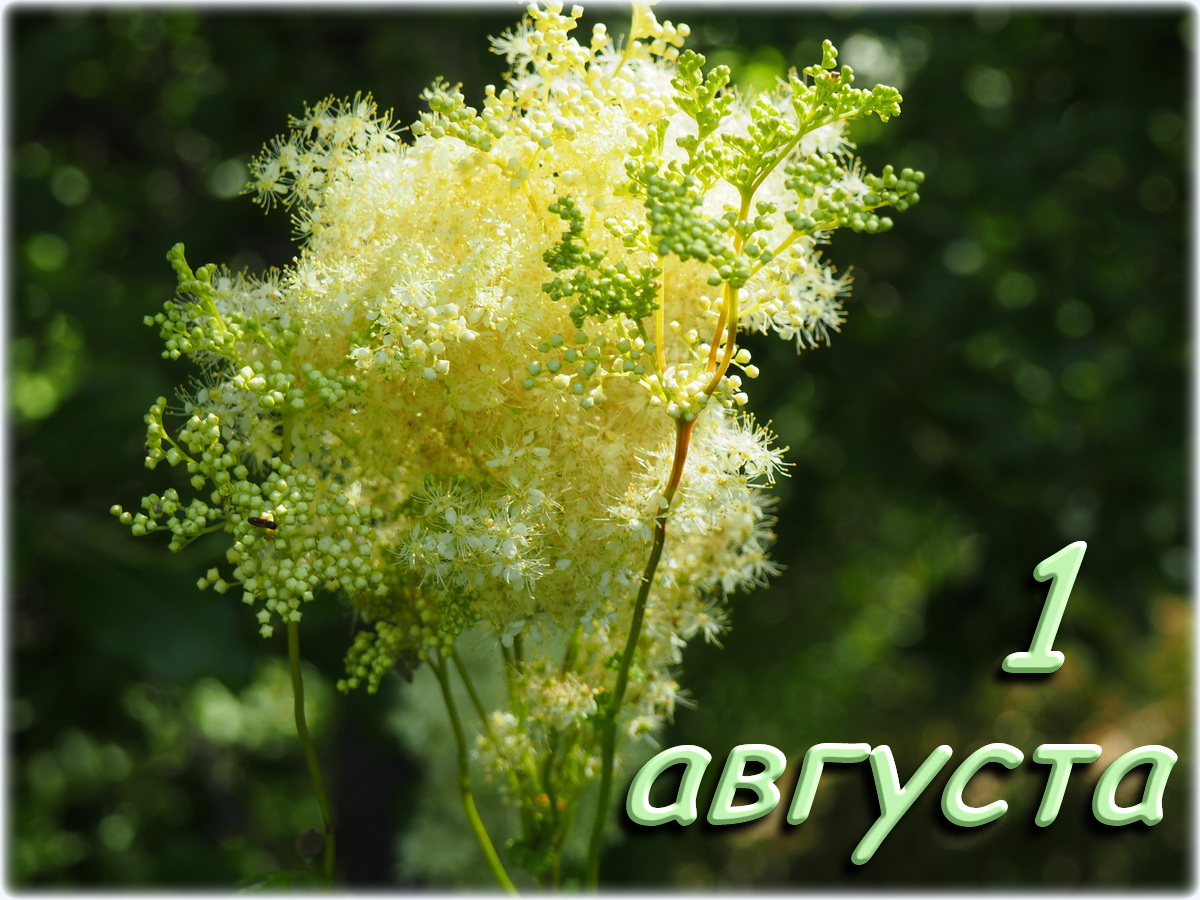 Рисунок к месяцу август. Рисунок к месяцу август.
