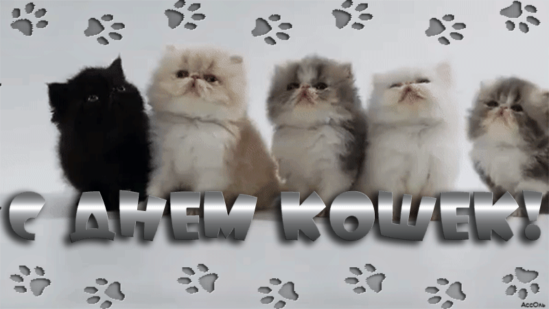 С днем кошек открытки красивые, Всемирный день кошек гифка.